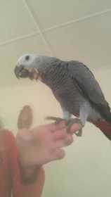 Lost African Grey