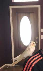 Lost Cockatiel