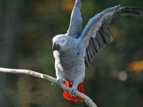 Lost African Grey