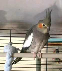 Lost Cockatiel