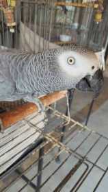 Lost African Grey