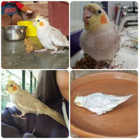 Lost Cockatiel