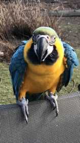 Lost Macaw