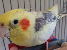 Lost Cockatiel