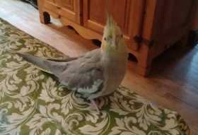 Lost Cockatiel