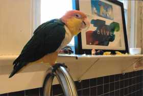 Lost Caique