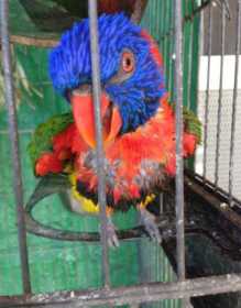 Lost Lory / Lorikeet