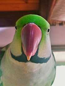 Lost Alexandrine