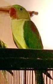 Lost Alexandrine