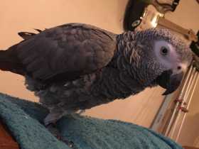 Lost African Grey