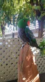 Lost Eclectus