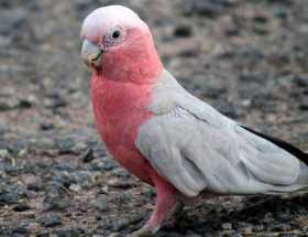 Lost Galah Cockatoo