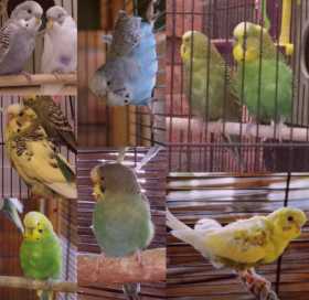 Lost Budgerigar