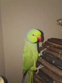 Lost Parakeet