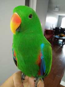 Lost Eclectus