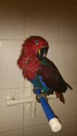 Lost Eclectus