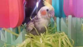 Lost Cockatiel