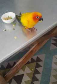 Lost Conure