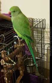 Lost Indian Ringneck Parakeet