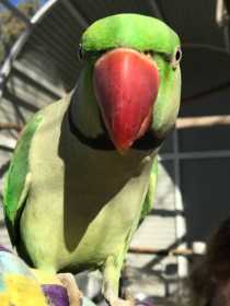 Lost Alexandrine