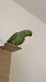 Lost Indian Ringneck Parakeet