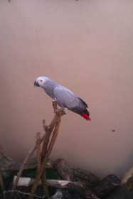 Lost African Grey