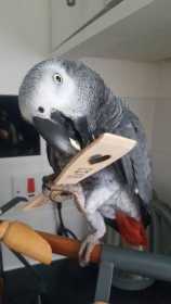 Lost African Grey