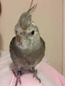 Lost Cockatiel