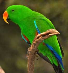 Lost Eclectus