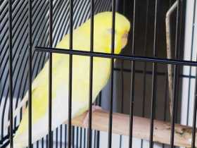 Lost Budgerigar