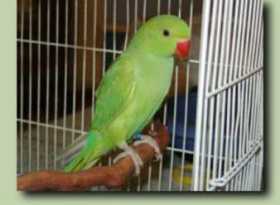 Lost Indian Ringneck Parakeet