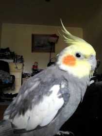 Lost Cockatiel