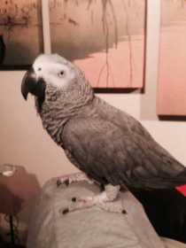 Lost African Grey