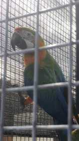 Lost Macaw