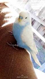 Lost Budgerigar