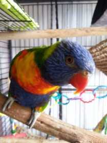 Lost Lory / Lorikeet