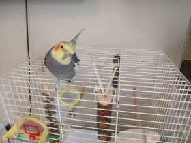 Lost Cockatiel