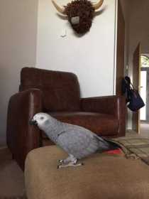 Lost African Grey