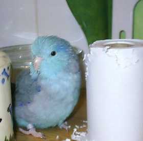 Lost Parrotlet