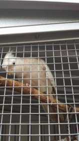 Lost Cockatiel