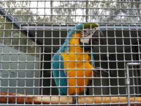 Lost Macaw