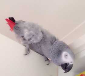 Lost African Grey