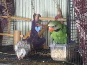 Lost Mustached / Moustached Parakeet