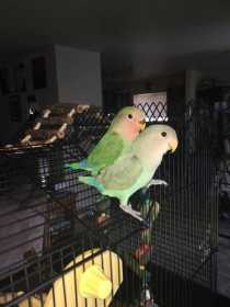 Lost Lovebird