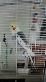 Lost Cockatiel