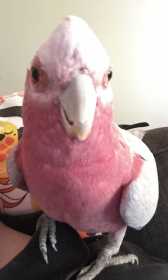 Lost Galah Cockatoo