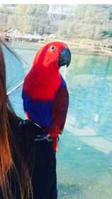 Lost Eclectus