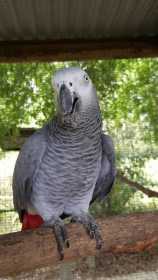 Lost African Grey