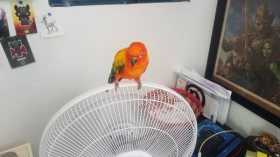 Lost Conure