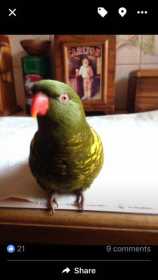 Lost Lory / Lorikeet